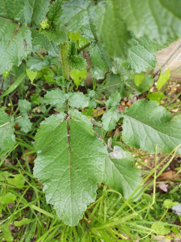 AMARANTHUS CAUDATUS SEED EXTRACT 4