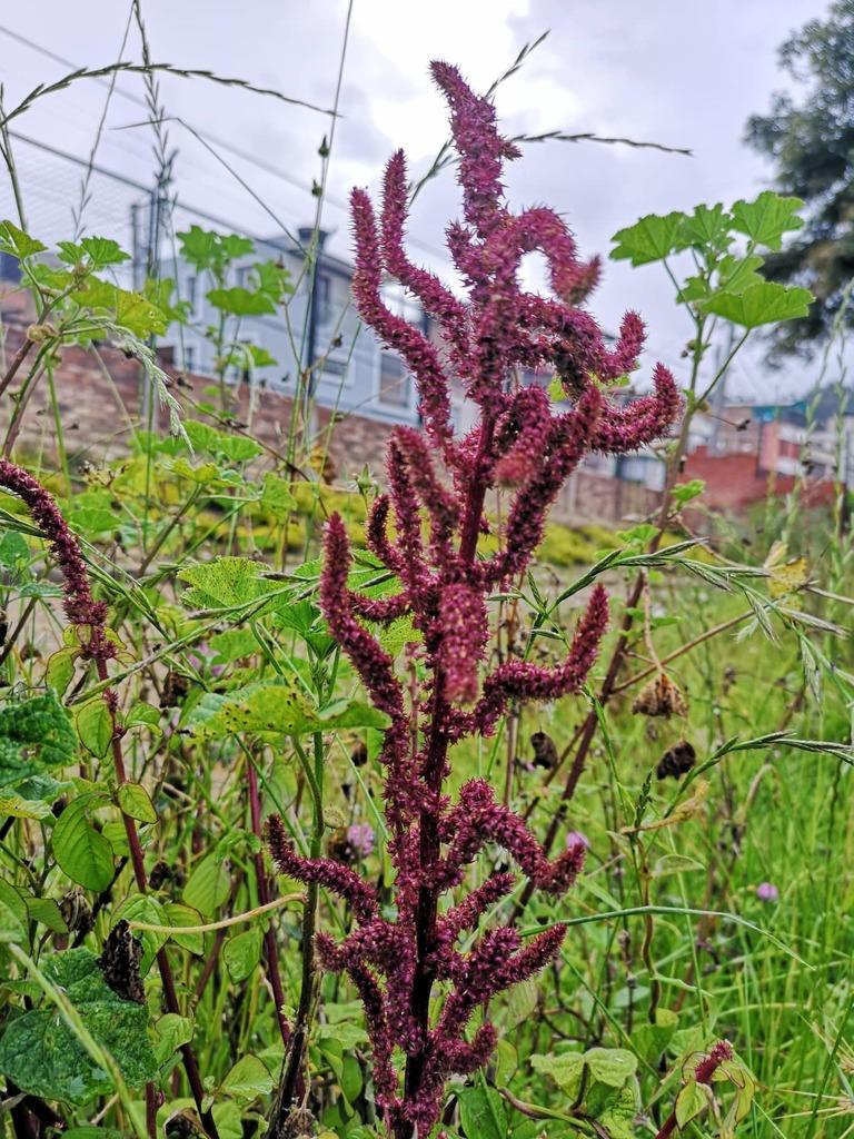 AMARANTHUS CAUDATUS SEED EXTRACT 1