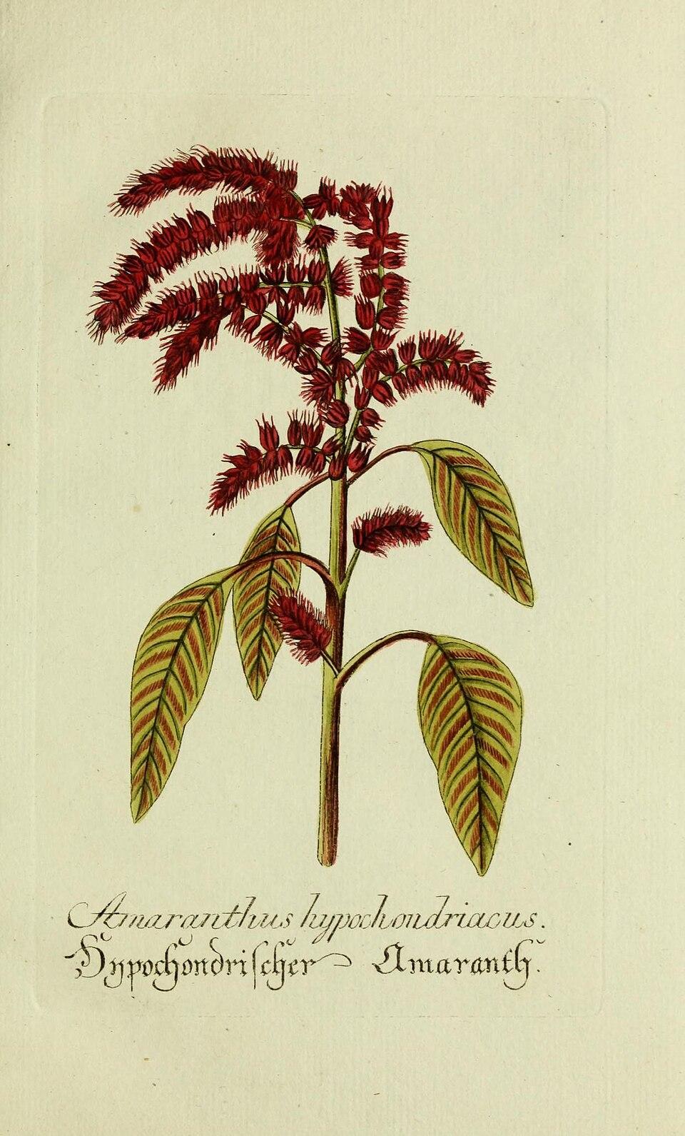 Amaranthus hypochondriacus seed oil 4