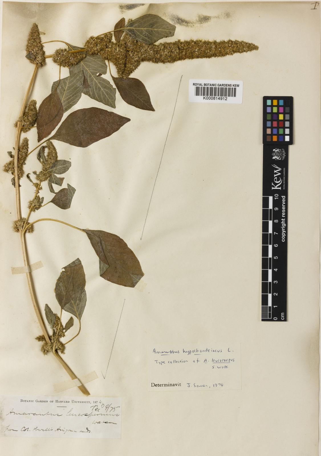 Amaranthus hypochondriacus seed oil 5