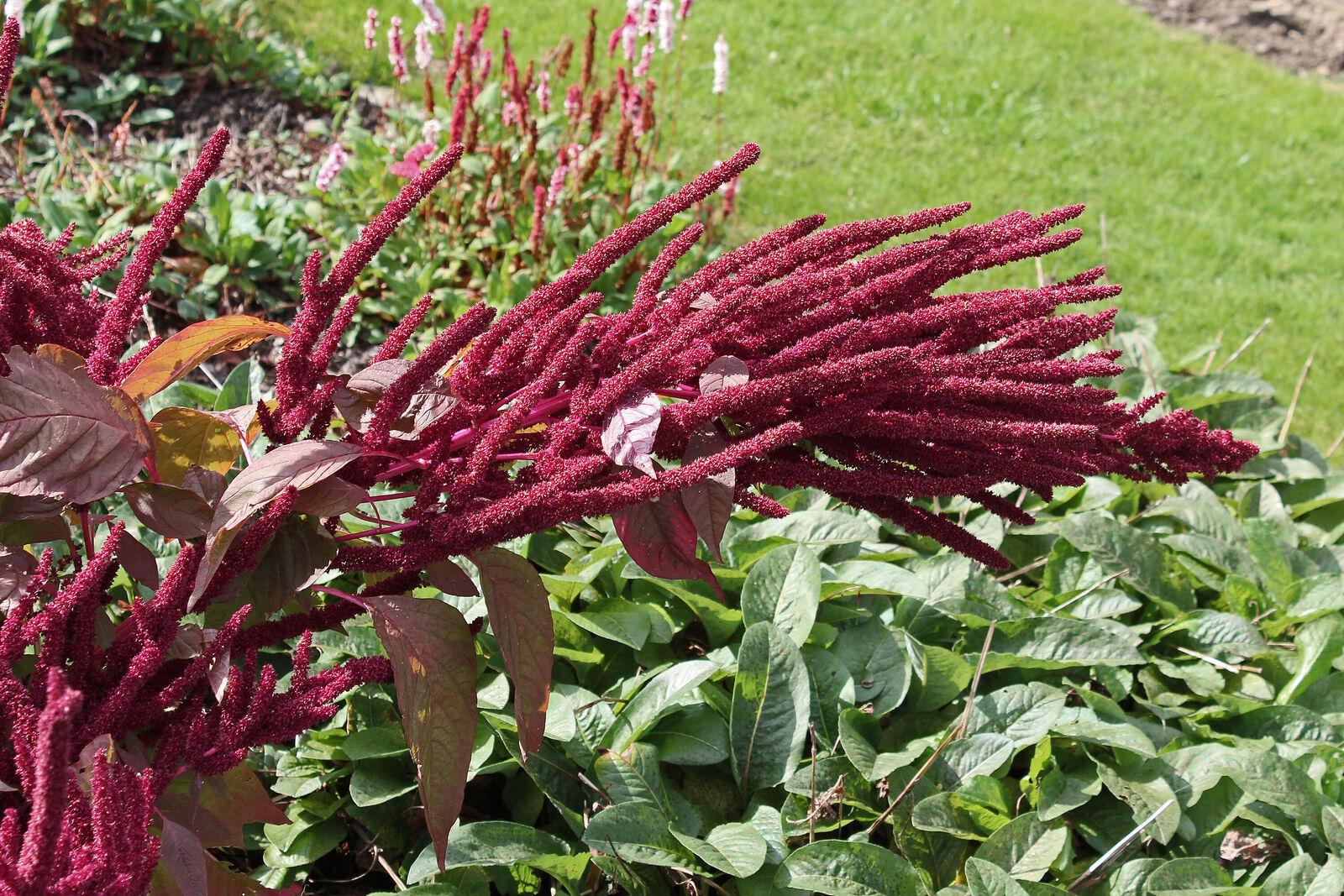 Amaranthus hypochondriacus seed oil 1