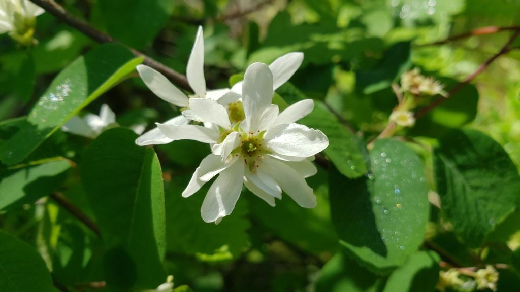AMELANCHIER ALNIFOLIA FRUIT EXTRACT 1