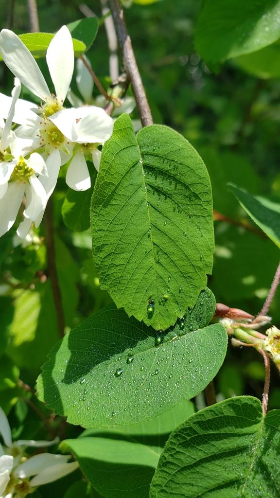 AMELANCHIER ALNIFOLIA FRUIT EXTRACT 2