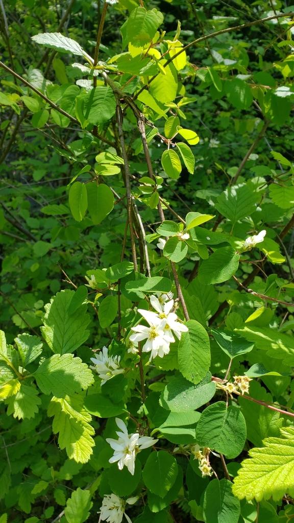 AMELANCHIER ALNIFOLIA FRUIT EXTRACT 3