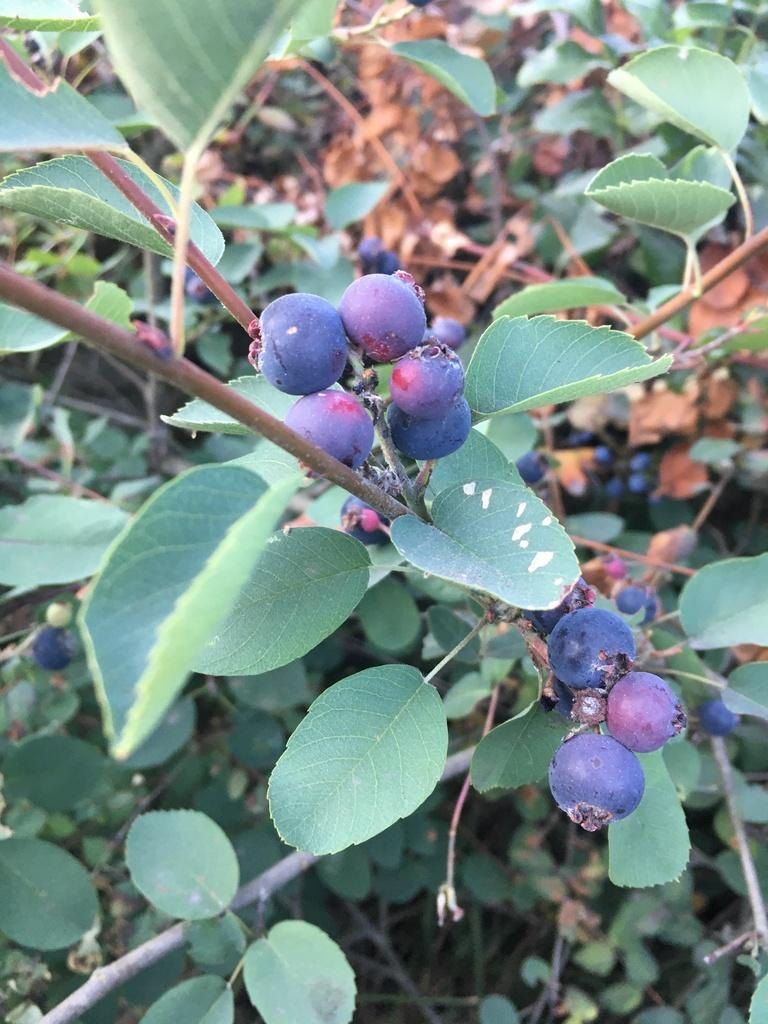 AMELANCHIER ALNIFOLIA FRUIT EXTRACT 4