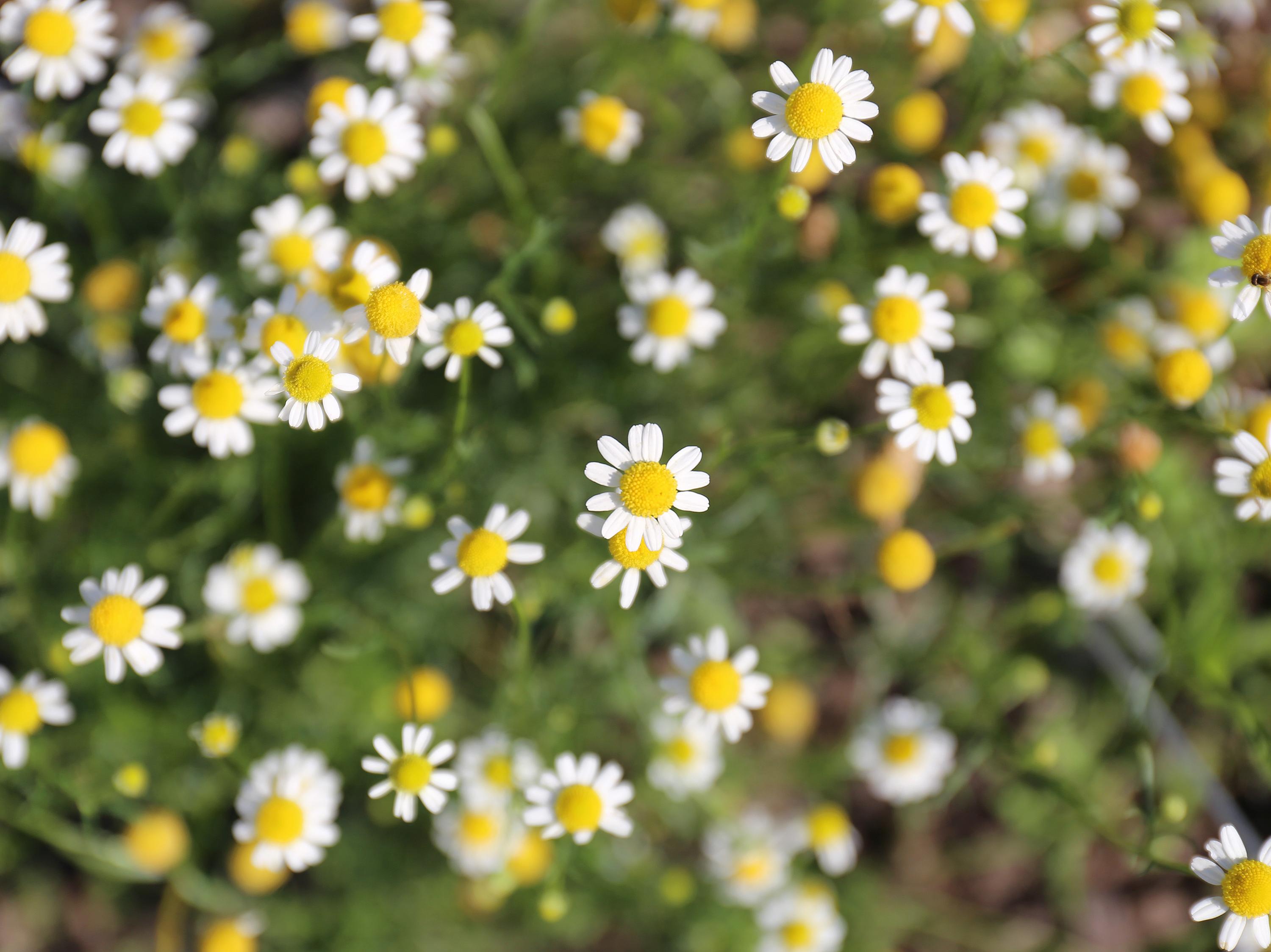 Anthemis nobilis flower water 5