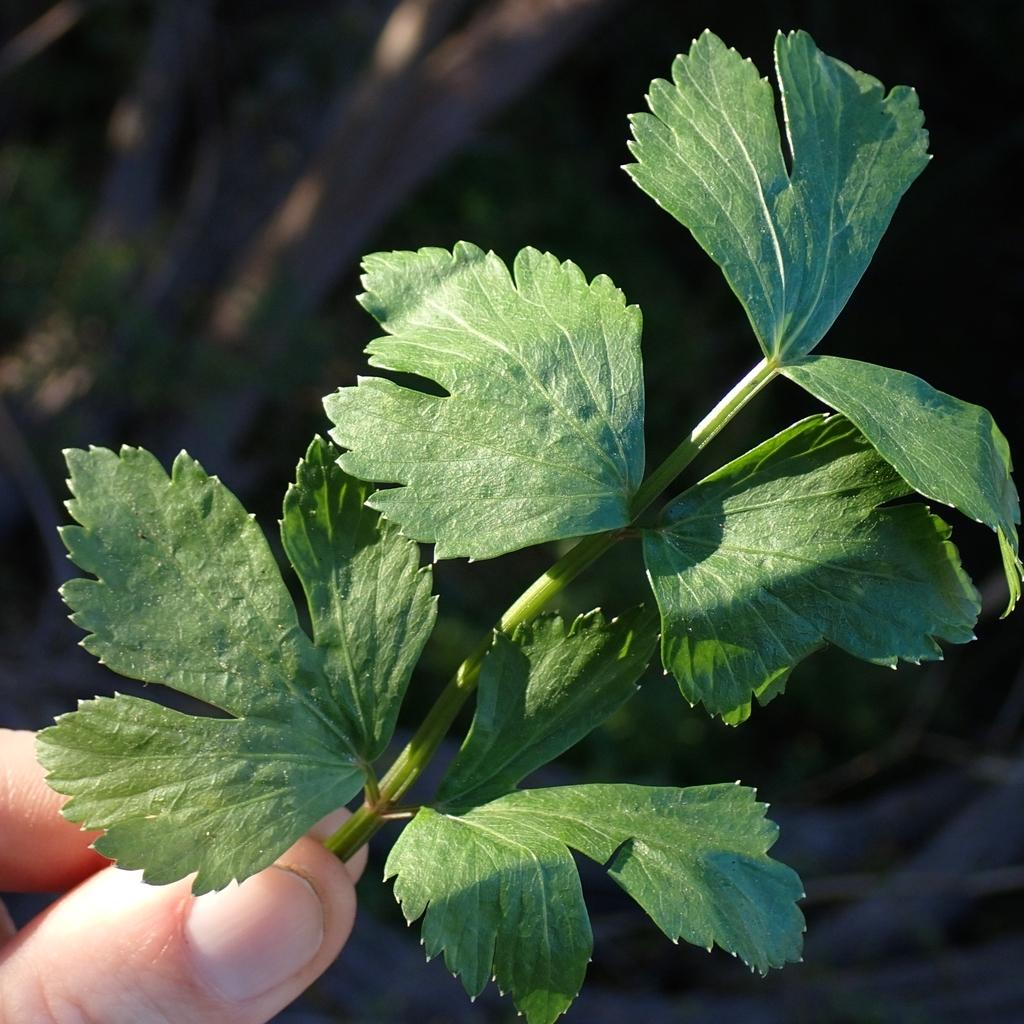 APIUM GRAVEOLENS SEED EXTRACT 1