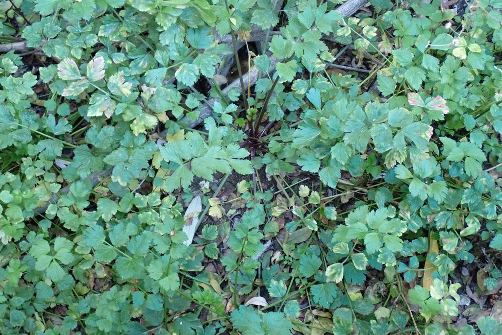 APIUM GRAVEOLENS SEED EXTRACT 2