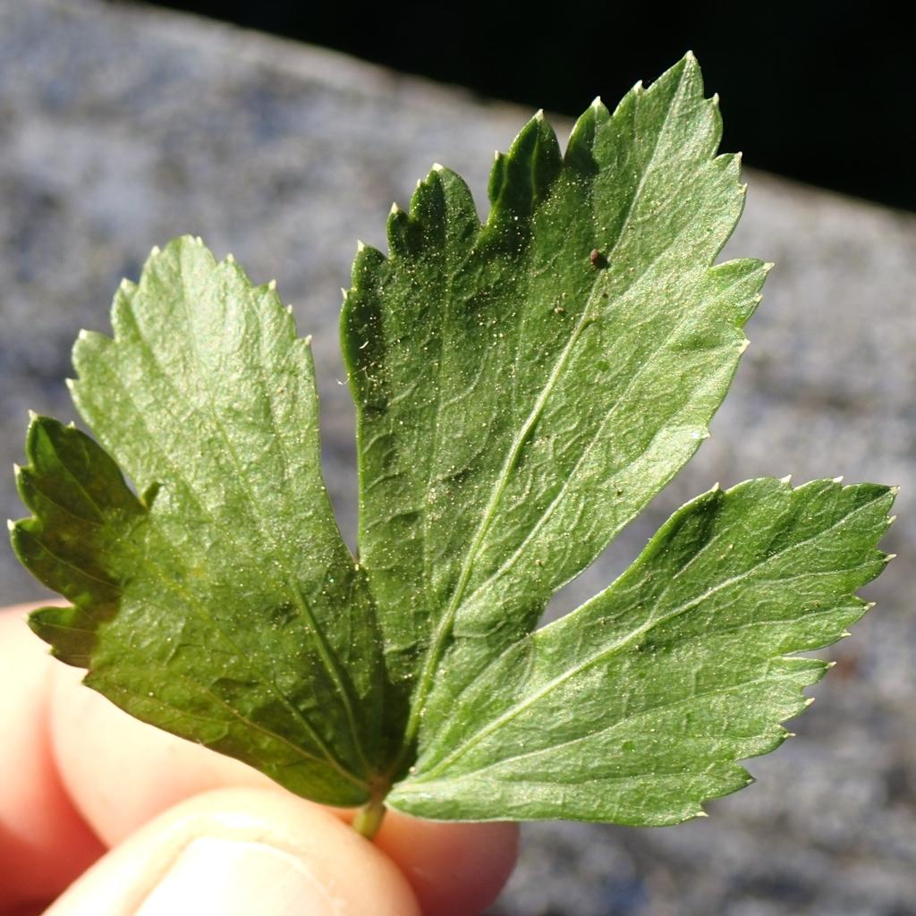 APIUM GRAVEOLENS SEED EXTRACT 3