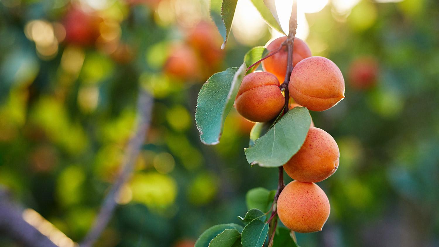 Apricot Kernel Oil PEG-6 Esters 1