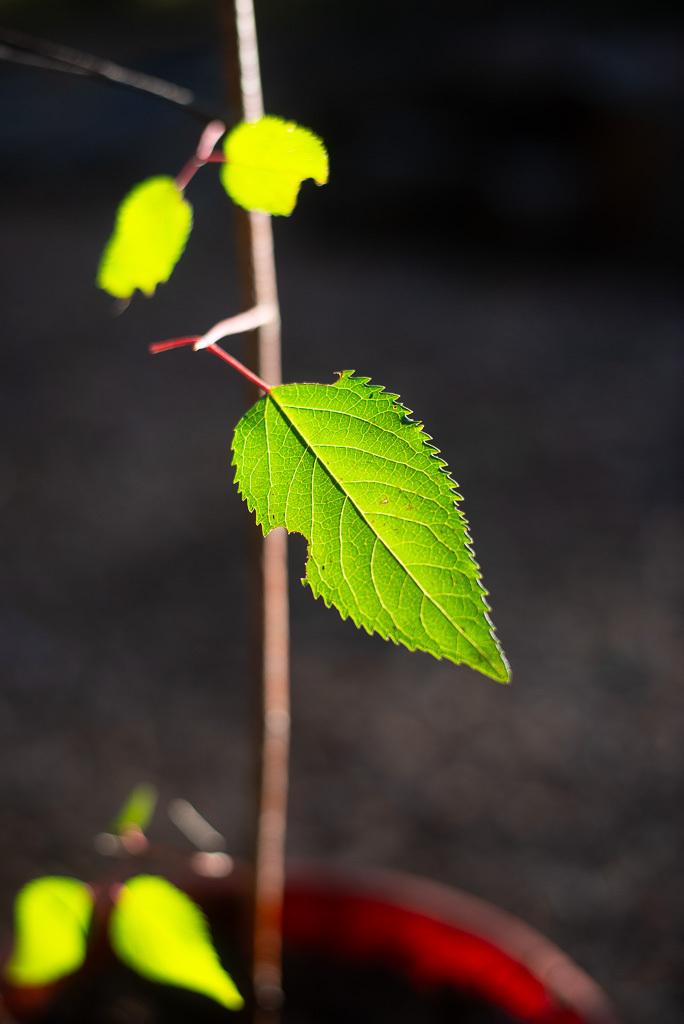 ARISTOTELIA CHILENSIS FRUIT EXTRACT 4