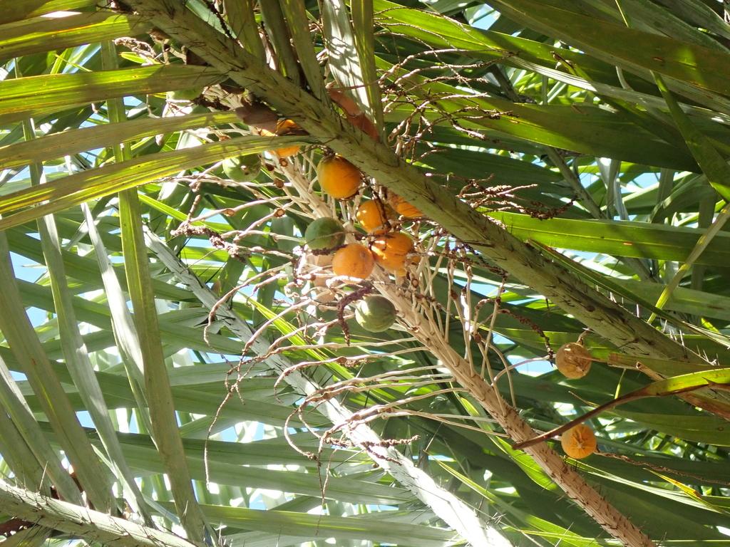 ASTROCARYUM VULGARE KERNEL OIL 3