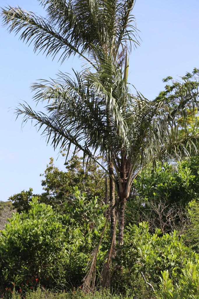 ASTROCARYUM VULGARE KERNEL OIL 1