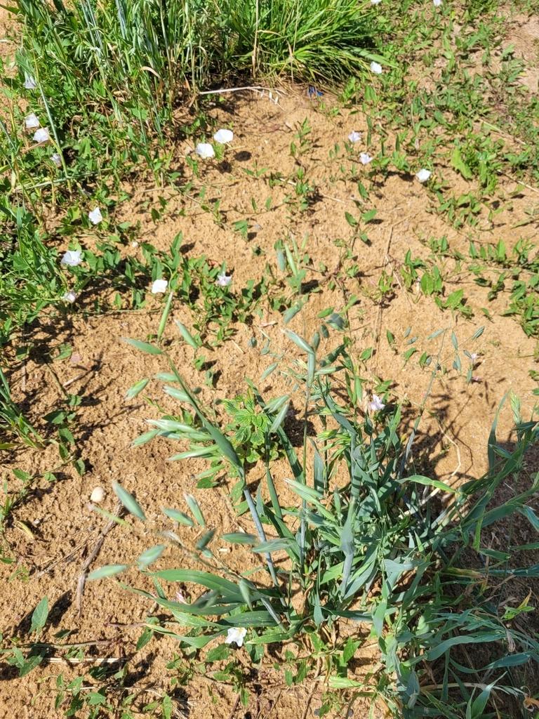 Avena sativa (Oat) meristem cell extract 3