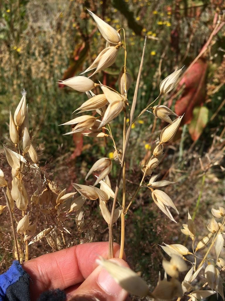Avena sativa (Oat) seed extract 3