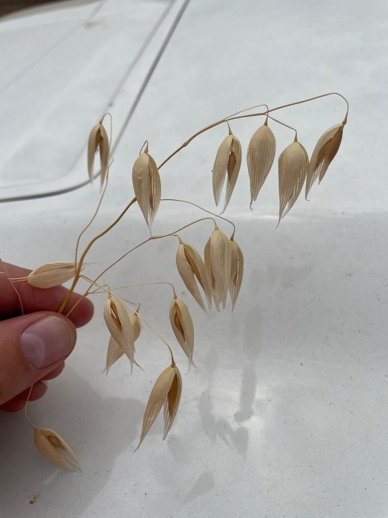 Avena sativa (Oat) straw extract 1