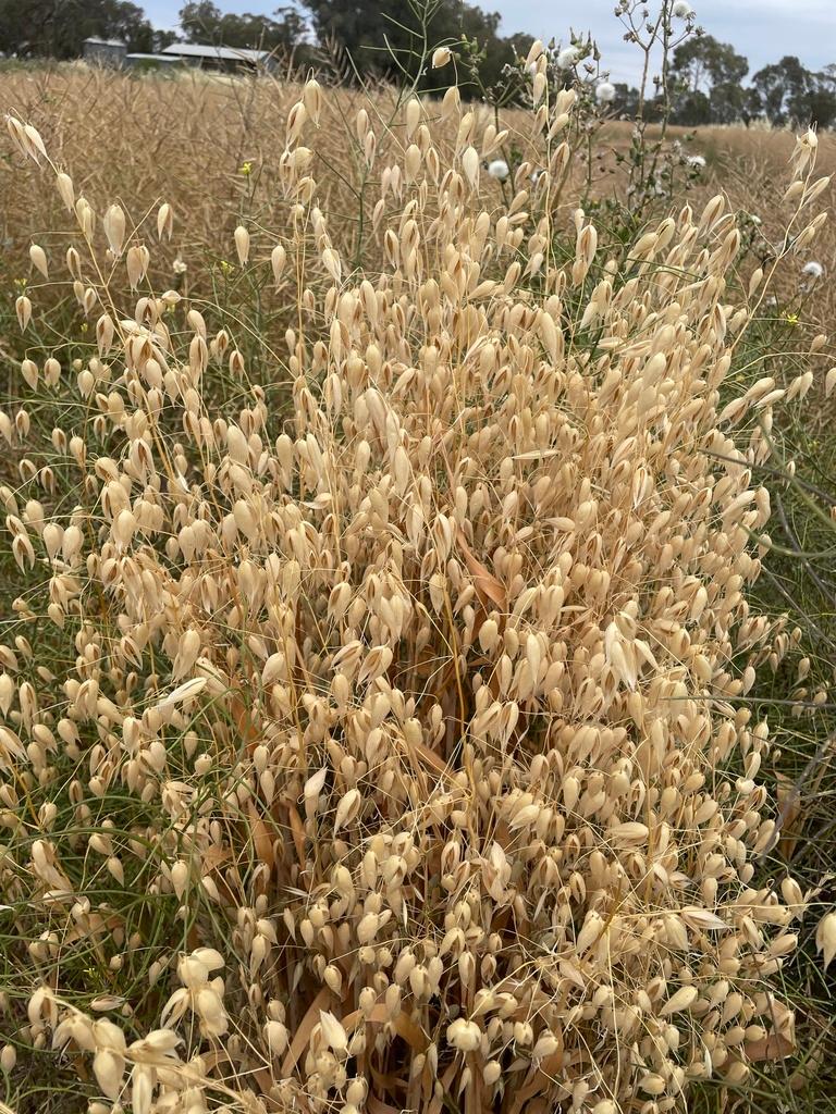 Avena sativa (Oat) straw extract 2