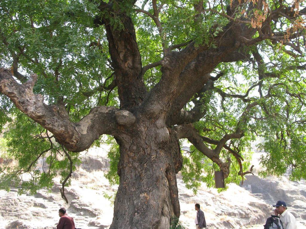 AZADIRACHTA INDICA LEAF EXTRACT 2