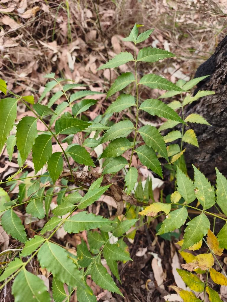 AZADIRACHTA INDICA LEAF EXTRACT 1