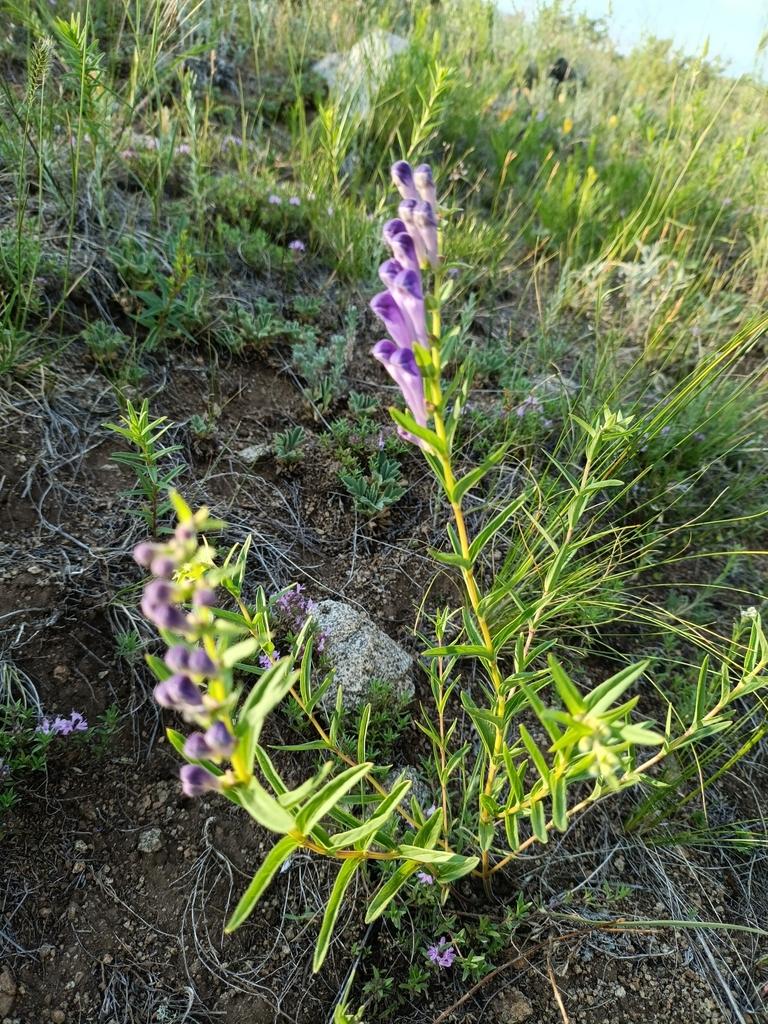 Scutellaria baicalensis extract 9
