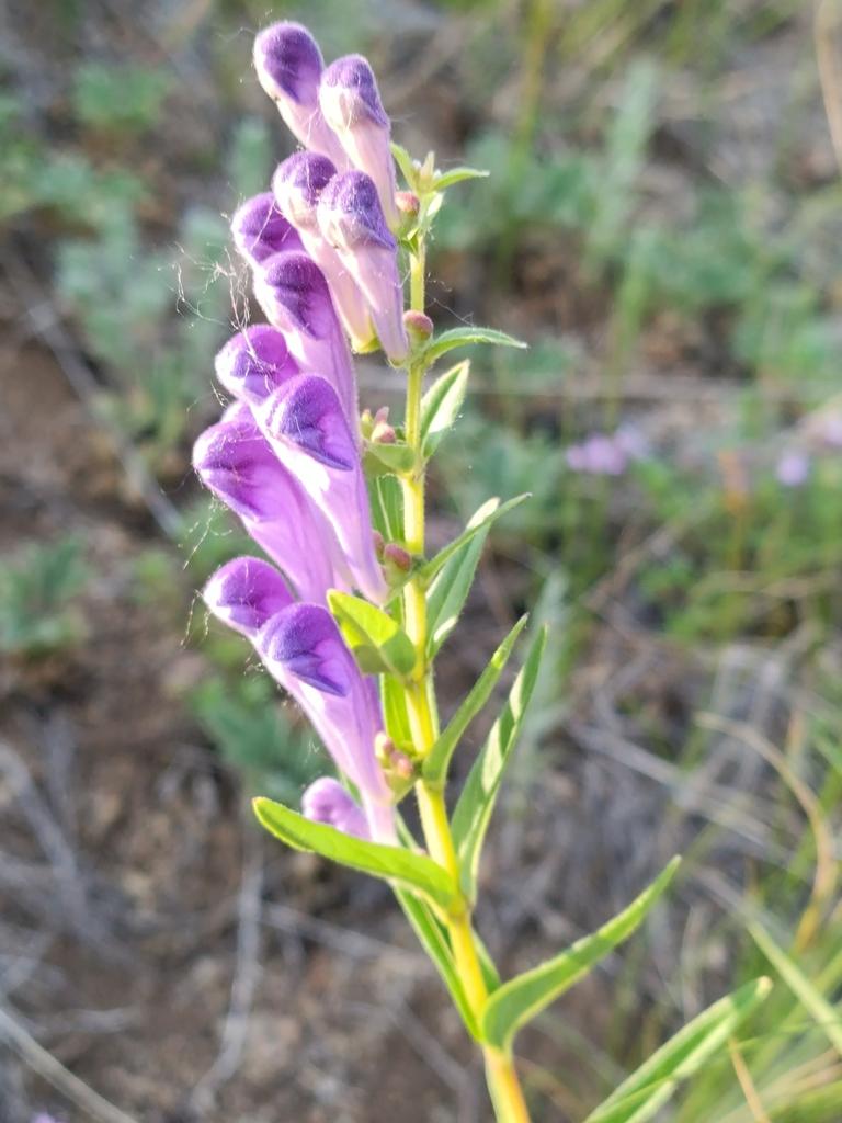 Scutellaria baicalensis extract 10