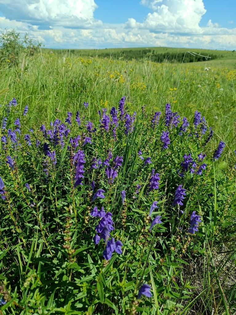 Scutellaria baicalensis extract 11