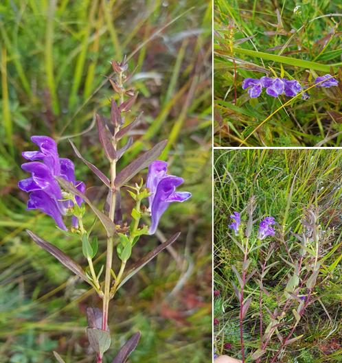 Scutellaria baicalensis extract 8
