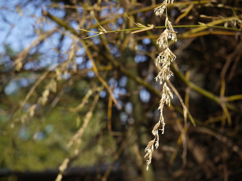 BAMBUSA ARUNDINACEA STEM EXTRACT 1