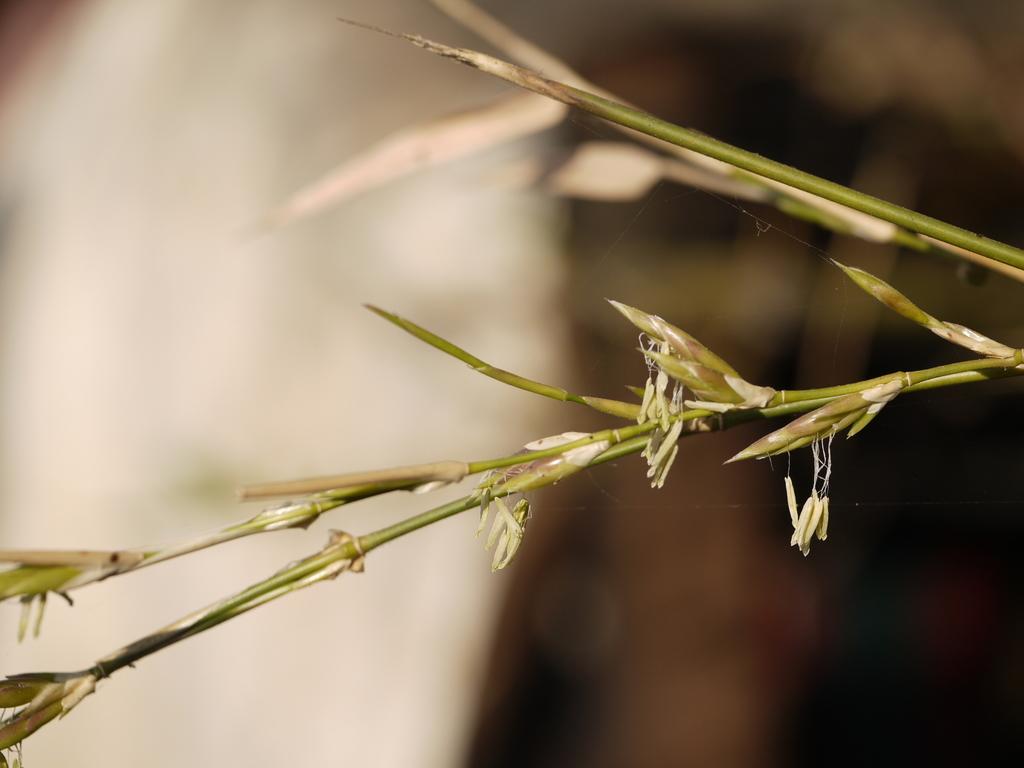 BAMBUSA ARUNDINACEA STEM EXTRACT 2