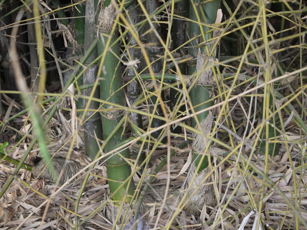 BAMBUSA ARUNDINACEA STEM EXTRACT 4