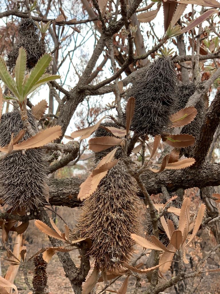 Banksia Serrata Flower Extract 2