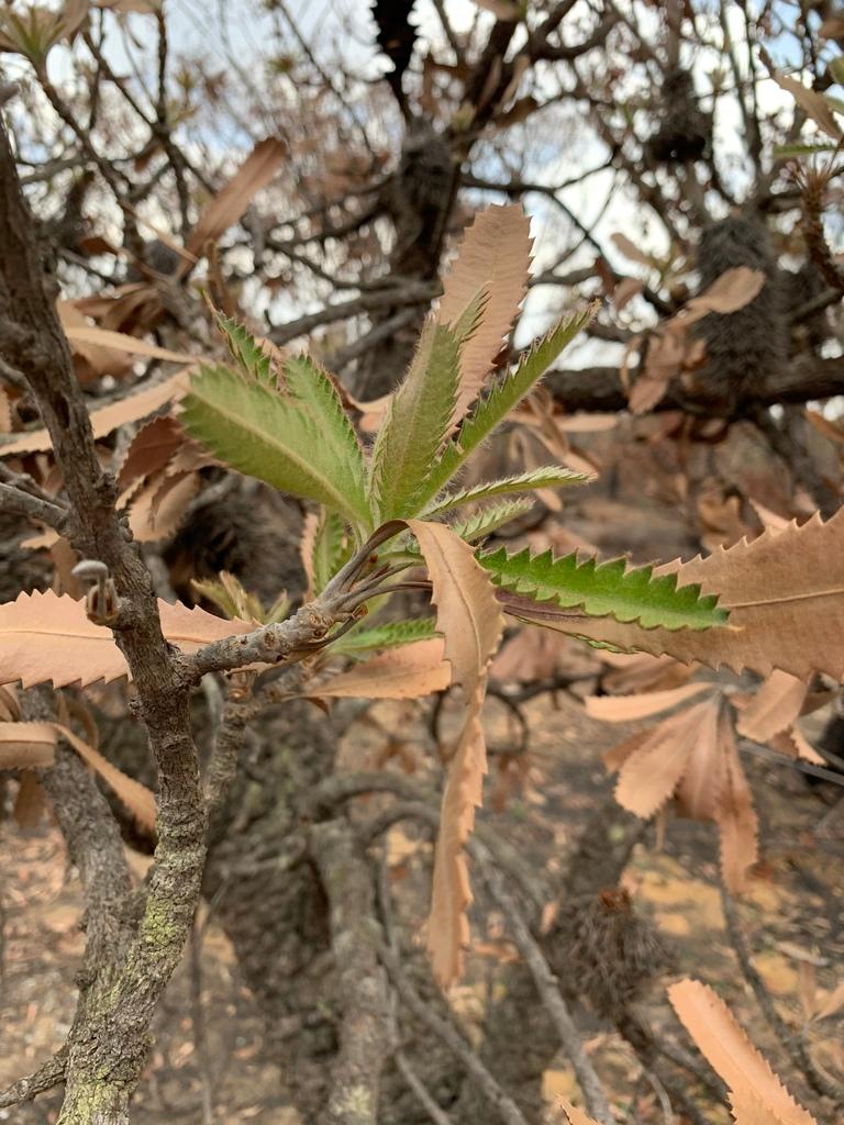 Banksia Serrata Flower Extract 1