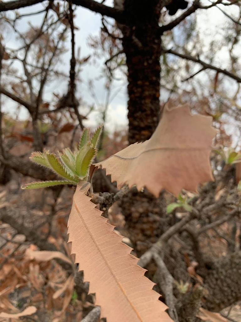 Banksia Serrata Flower Extract 4
