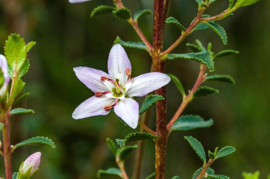 BAROSMA BETULINA LEAF OIL 1