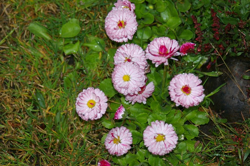BELLIS PERENNIS FLOWER EXTRACT 3
