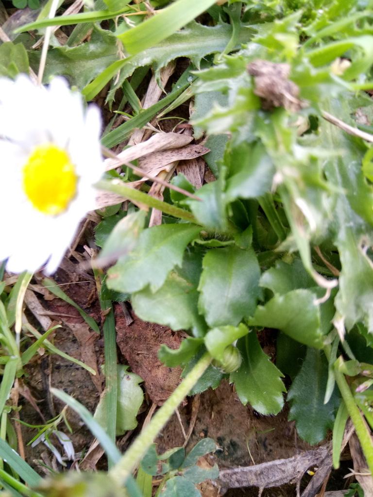 BELLIS PERENNIS FLOWER EXTRACT 4