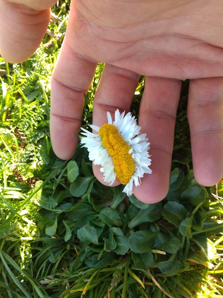 BELLIS PERENNIS FLOWER EXTRACT 1