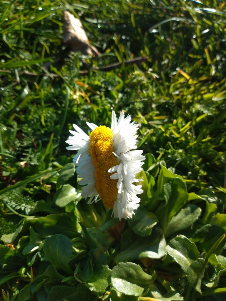 BELLIS PERENNIS FLOWER EXTRACT 2