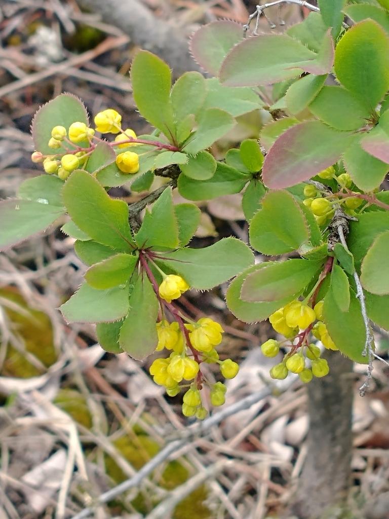 BERBERIS VULGARIS ROOT EXTRACT 4