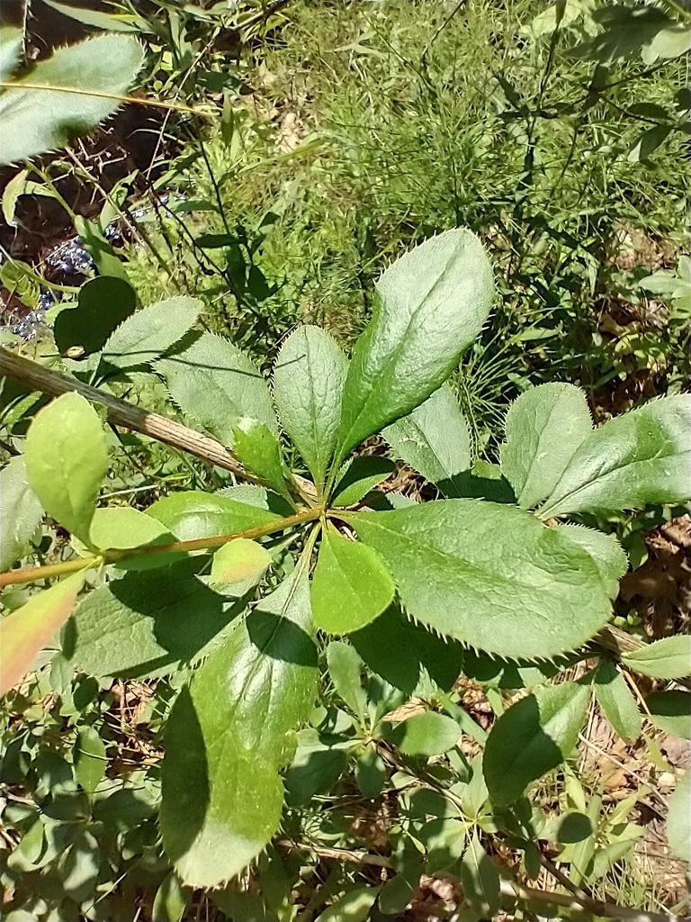 BERBERIS VULGARIS ROOT EXTRACT 2
