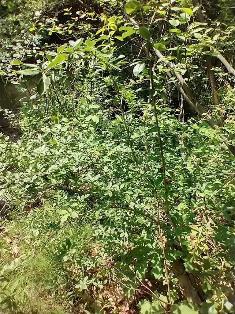 BERBERIS VULGARIS ROOT EXTRACT 3