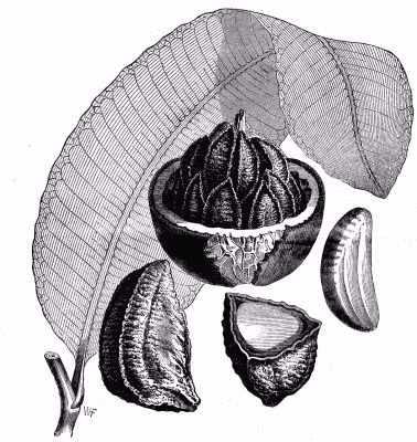 Bertholletia excelsa seed oil 4