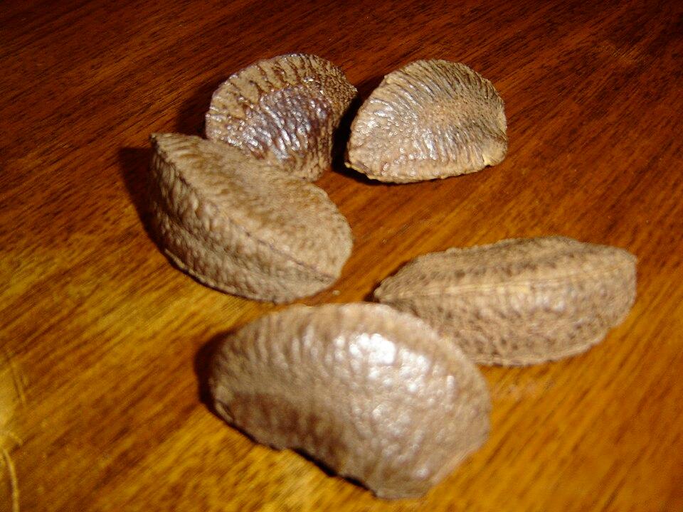Bertholletia excelsa seed oil 3