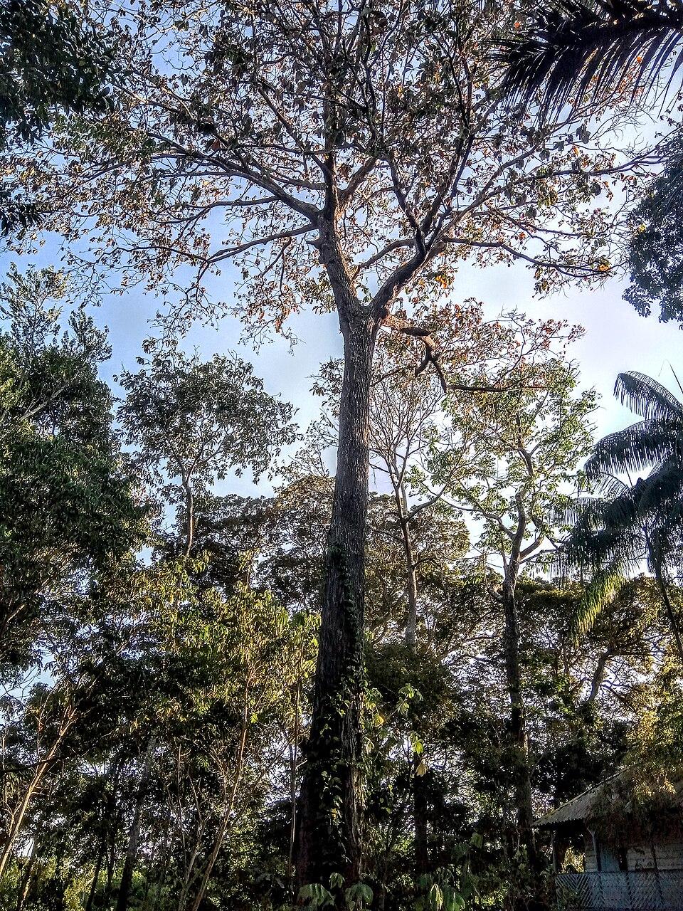 Bertholletia excelsa seed oil 2