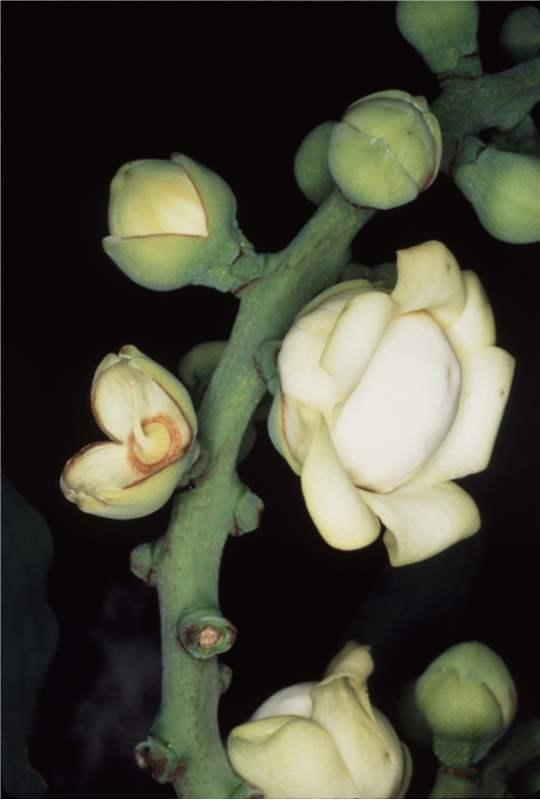 Bertholletia excelsa seed oil 6