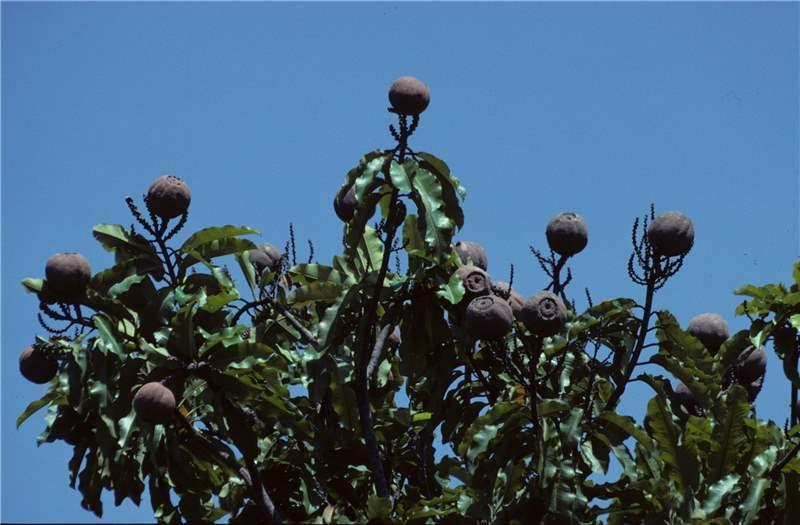 Bertholletia excelsa seed oil 7