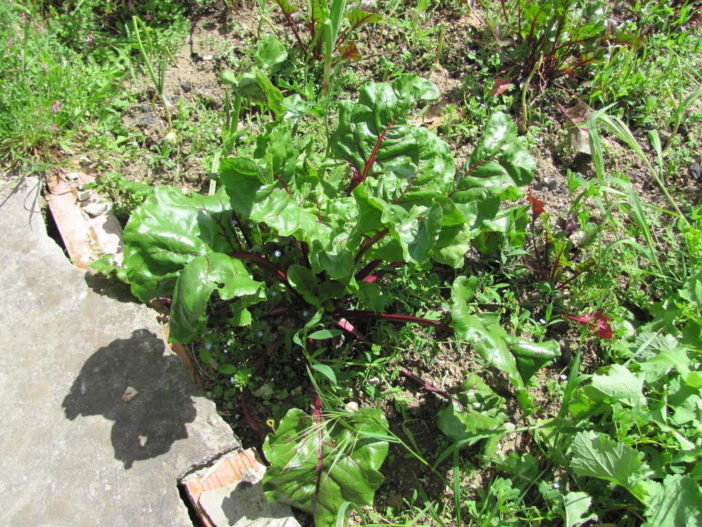 Beta Vulgaris (Beet) Root Extract 4