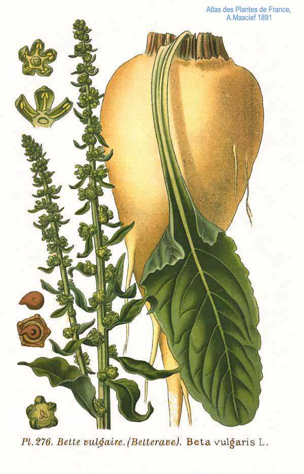 Beta vulgaris (Beetroot) extract 3