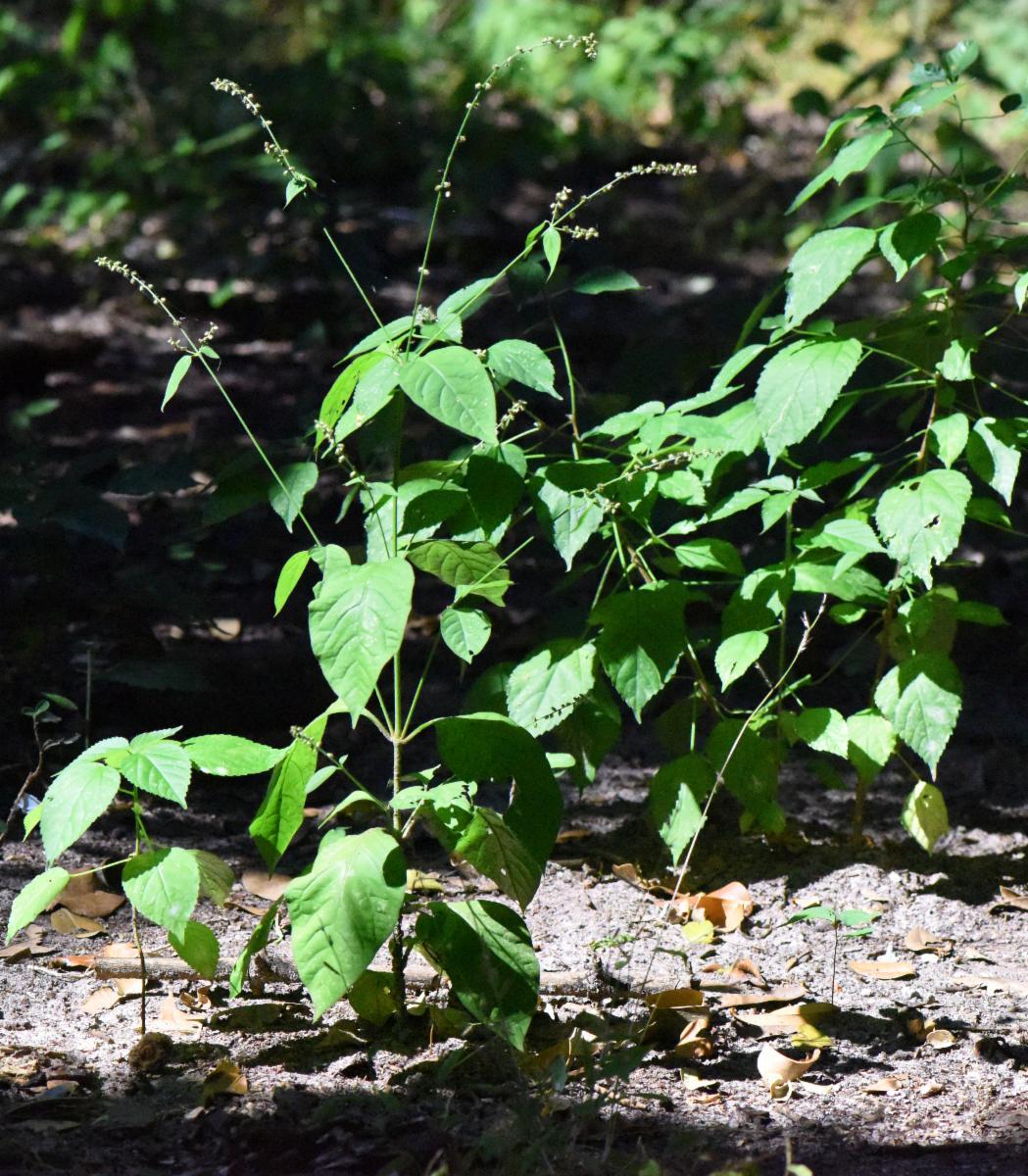 Beta vulgaris (Beetroot) extract 6