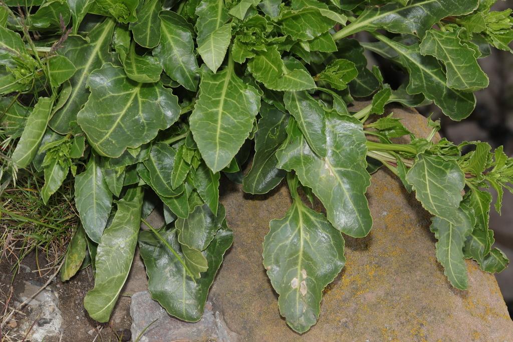 BETA VULGARIS ROOT POWDER 3